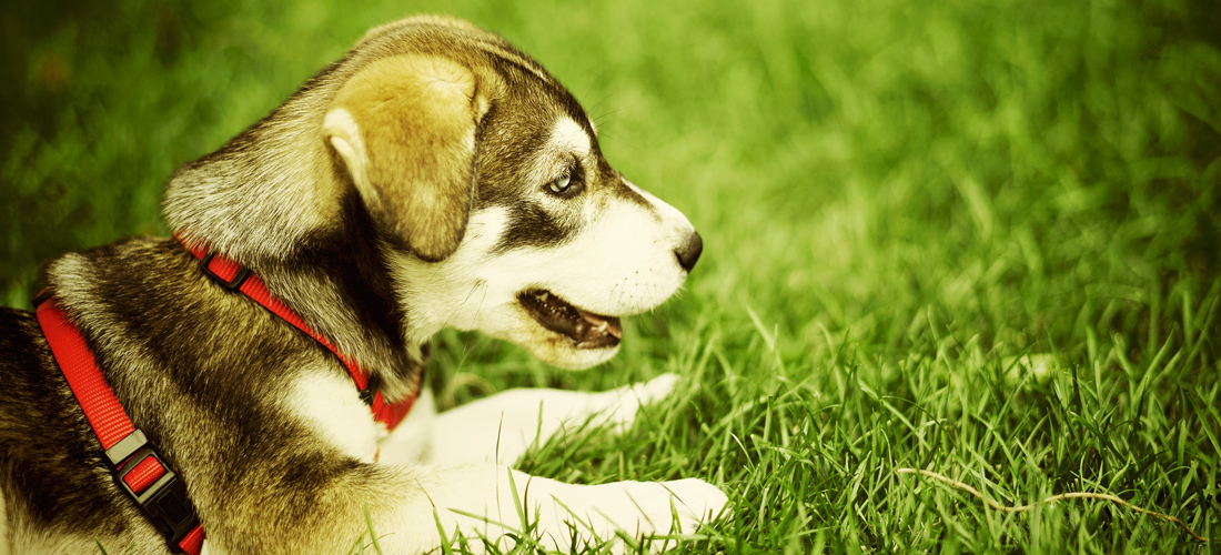 网站攻击软件工具