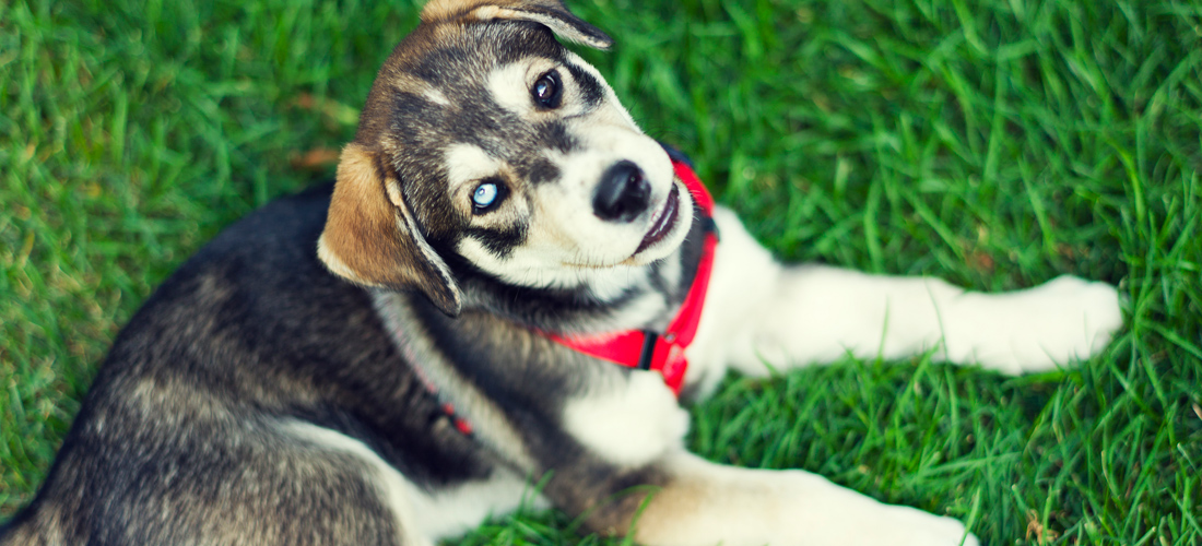 软件商城稳定的ddos工具下载