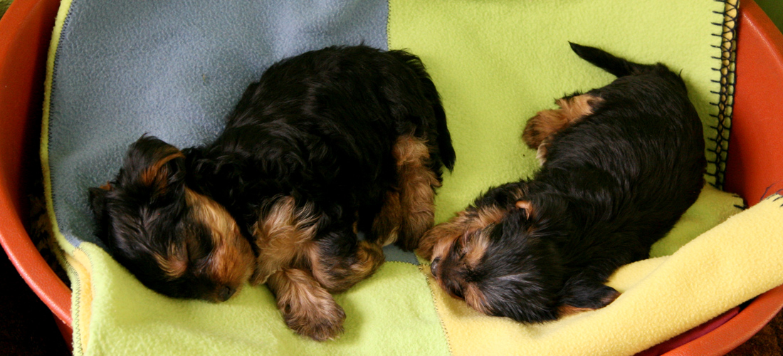 网站攻击工具手机版